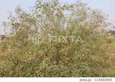 Pigeon peas plant on farm for harvest 114888965