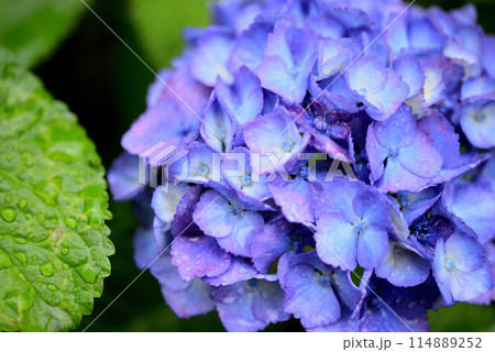 雨上がりの紫陽花 114889252