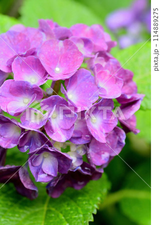 雨上がりの紫陽花 114889275