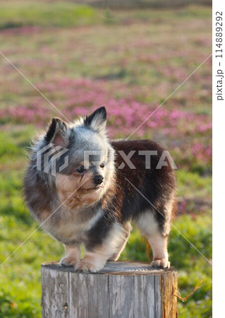 草花が咲く野原で切り株に乗って見つめるロングコートチワワ 114889292
