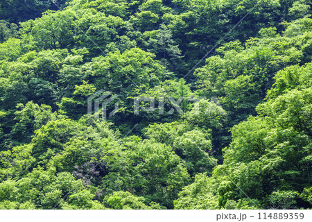 森林 イメージ 【神奈川県愛甲郡愛川町】 114889359