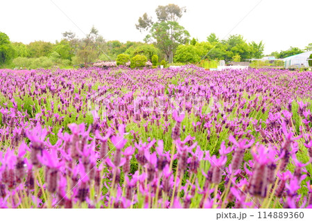 一面が紫色に染まったラベンダー畑 一面が紫色に染まったラベンダー畑 114889360