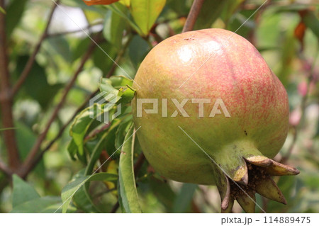 Pomegranate on plant in farm for harvest 114889475