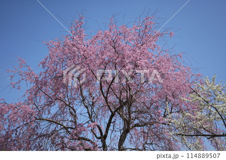 青空をバックに映えるピンクの桜 114889507