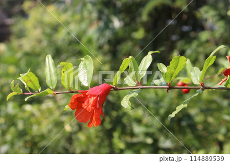 Pomegranate flower on tree in farm for harvest 114889539