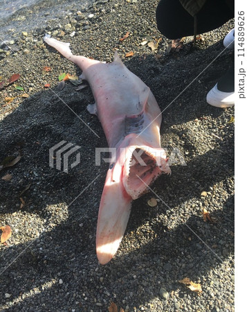 深海魚 深海魚 114889626