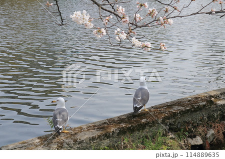 池の柵に留まるユリカモメ 114889635
