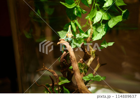 飼育されているカメレオン 爬虫類 飼育されているカメレオン 爬虫類 114889637