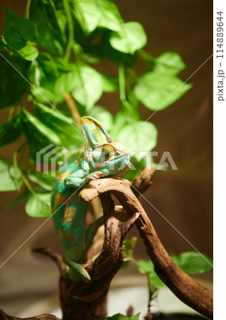 飼育されているカメレオン　爬虫類 114889644