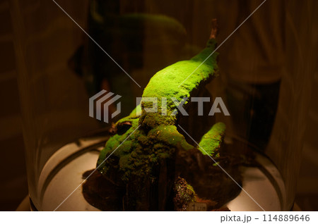 飼育されているカメレオン 爬虫類 飼育されているカメレオン 爬虫類 114889646