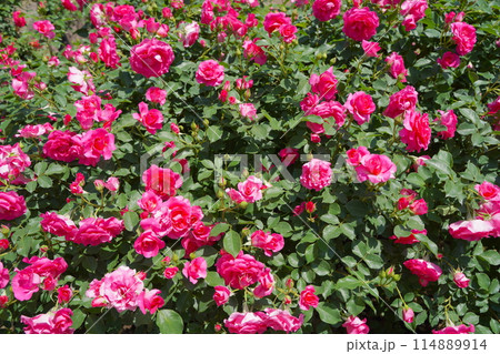 日本の横浜の港の見える丘公園のバラの花など 114889914