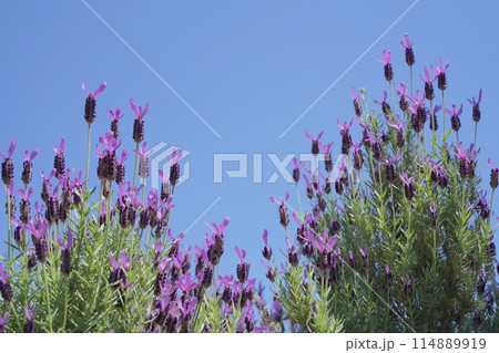 日本の横浜の港の見える丘公園のバラの花など 日本の横浜の港の見える丘公園のバラの花など 114889919
