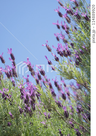 日本の横浜の港の見える丘公園のバラの花など 日本の横浜の港の見える丘公園のバラの花など 114889920