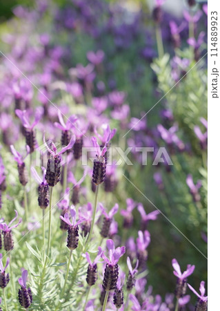 日本の横浜の港の見える丘公園のバラの花など 日本の横浜の港の見える丘公園のバラの花など 114889923