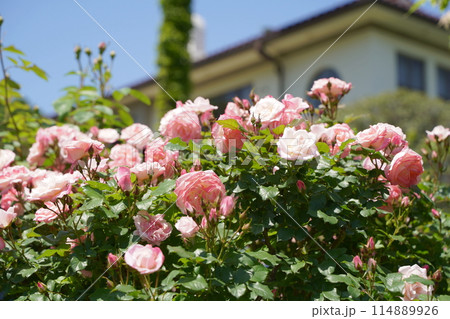 日本の横浜の港の見える丘公園のバラの花など 日本の横浜の港の見える丘公園のバラの花など 114889926