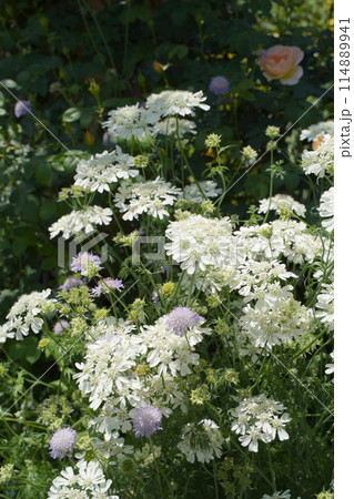 日本の横浜の港の見える丘公園のバラの花など 日本の横浜の港の見える丘公園のバラの花など 114889941