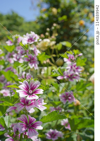 日本の横浜の港の見える丘公園のバラの花など 日本の横浜の港の見える丘公園のバラの花など 114889942