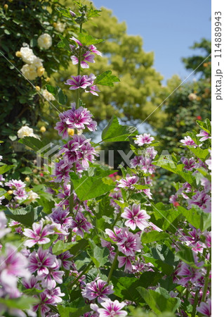 日本の横浜の港の見える丘公園のバラの花など 日本の横浜の港の見える丘公園のバラの花など 114889943