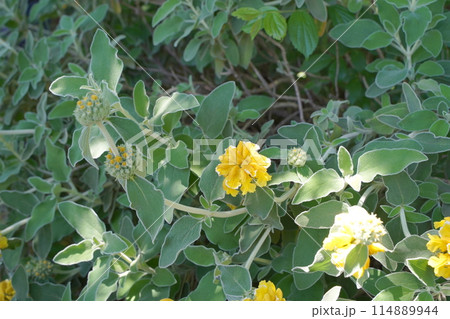 日本の横浜の港の見える丘公園のバラの花など 日本の横浜の港の見える丘公園のバラの花など 114889944