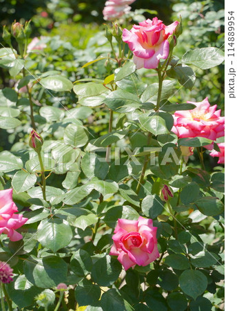 日本の横浜の港の見える丘公園のバラの花など 114889954