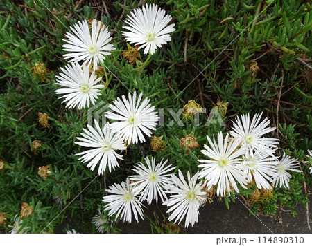 5月の花 5月の花 114890310