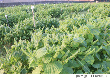 Perilla frutescens plant on farm for harvest 114890605