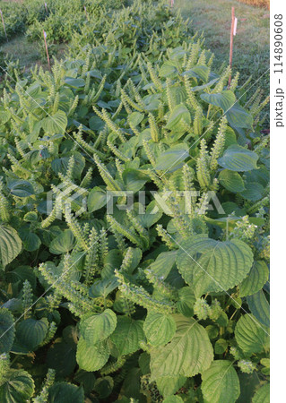 Perilla frutescens plant on farm for harvest 114890608