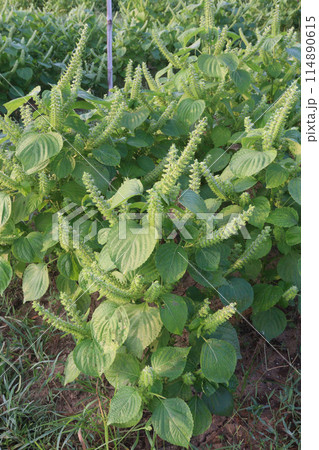 Perilla frutescens plant on farm for harvest 114890615