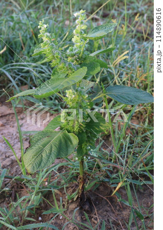Perilla frutescens plant on farm for harvest 114890616