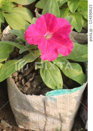 Petunia axillaris flower plant on pot 114890625