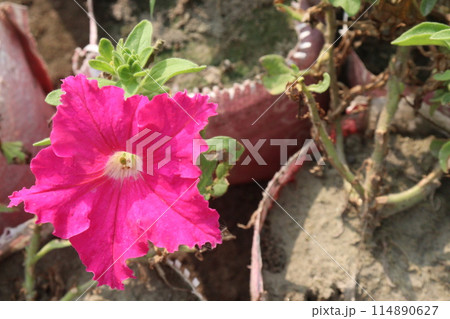 Petunia axillaris flower plant on pot Petunia axillaris flower plant on pot 114890627