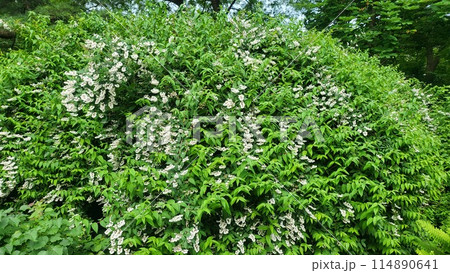 spring flower spring flower 114890641