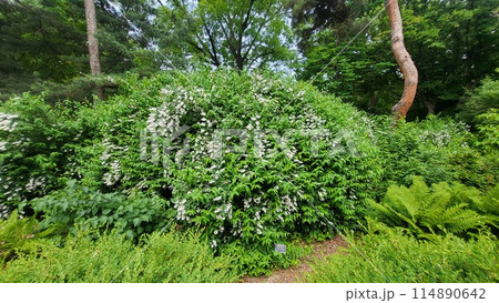 spring flower 114890642