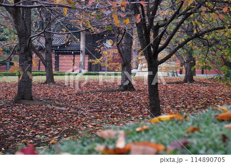 落ち葉の絨毯 114890705