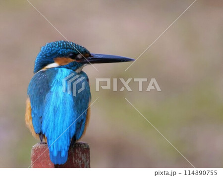 コバルトブルーの羽を持つカワセミ 114890755