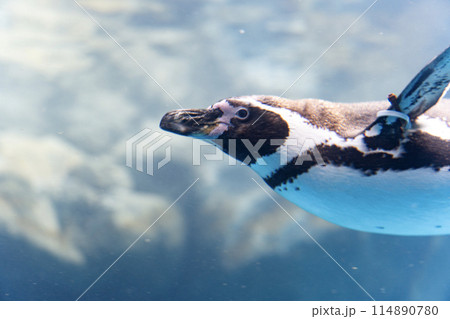 アクアワールド大洗の泳ぐペンギン 114890780