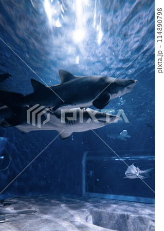 2匹で泳ぐサメ(シロワニ) 114890798