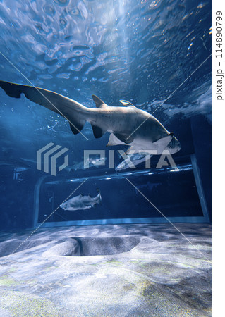 旅するサメポラロイド風写真 Inflate all kinds of sharks!Shark Big Book!Great WhiteShark