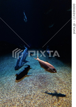 暗闇を泳ぐ魚 暗闇を泳ぐ魚 114890800