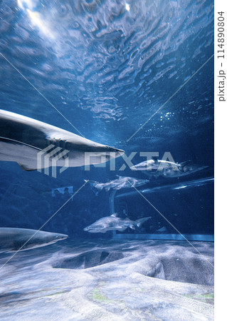 アクアワールド大洗のサメの水槽 114890804