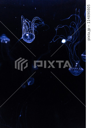 アクアワールド大洗の青いクラゲ アクアワールド大洗の青いクラゲ 114890805