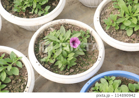 Petunia axillaris flower plant on pot Petunia axillaris flower plant on pot 114890942