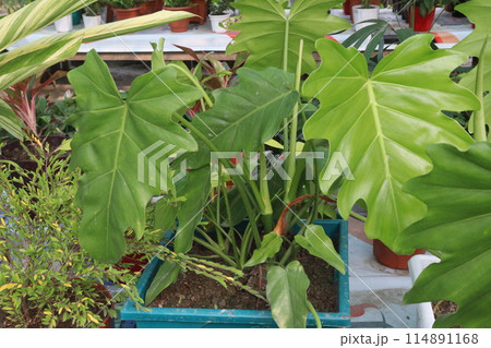Philodendron lacerum plant on nursery Philodendron lacerum plant on nursery 114891168