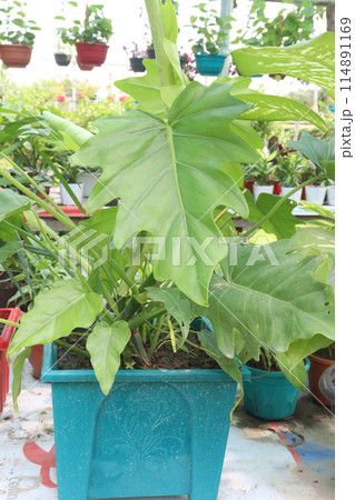 Philodendron lacerum plant on nursery Philodendron lacerum plant on nursery 114891169