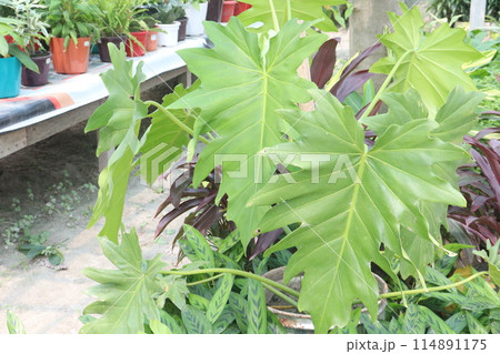 Philodendron lacerum plant on nursery 114891175