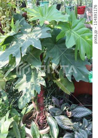 Philodendron lacerum plant on nursery Philodendron lacerum plant on nursery 114891176