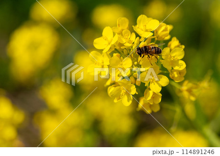 菜の花とミツバチ2 114891246