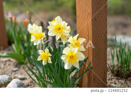 川べりのスイセン2 114891252