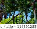 手すりに巻き付いた枝葉 114891283