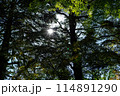 木々の間から見える太陽 114891290